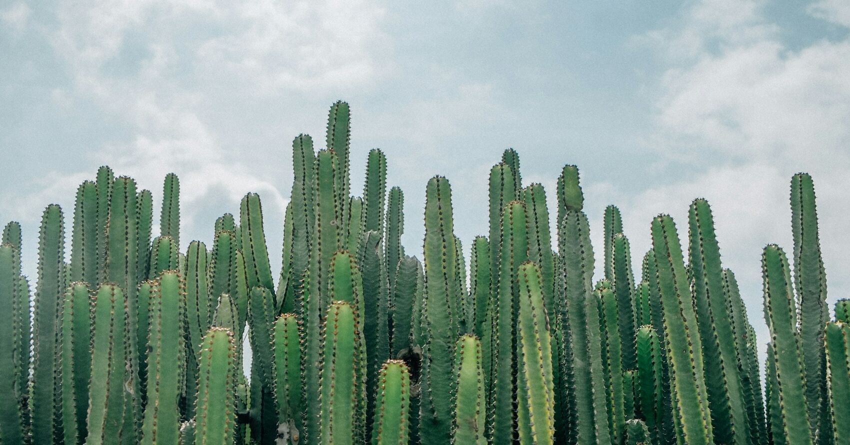 Gorgeous Green Photo Contest